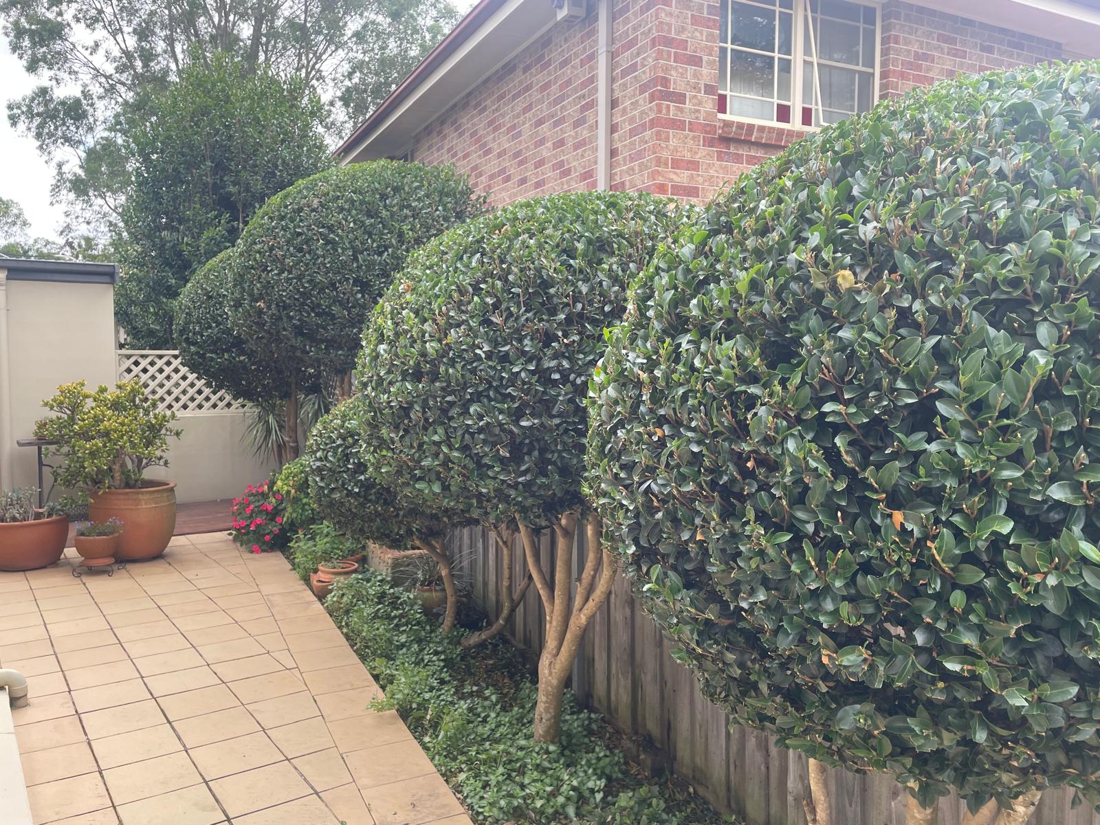 Clipped Camellia Balls